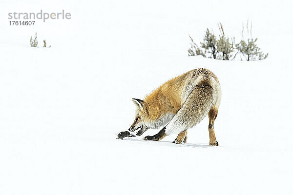 Rückenansicht eines Rotfuchses (Vulpes vulpes) mit geöffnetem Maul  der sich bückt  um eine Bergmaus (Microtus montanus) im Schnee zu fangen; Yellowstone National Park  Wyoming  Vereinigte Staaten von Amerika