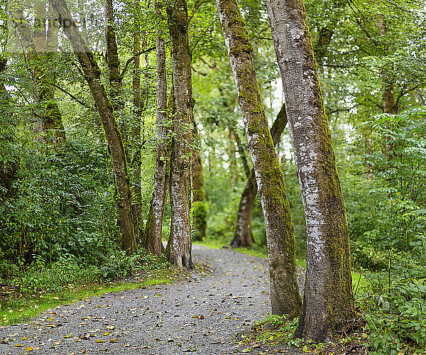 Pfad durch einen üppigen Wald  Derby Reach Regional Park; Langley  British Columbia  Kanada