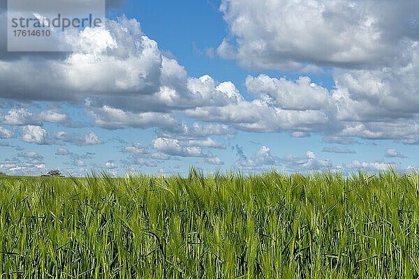 Grünes Getreidefeld mit blauem Himmel und Kumuluswolken