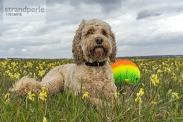 Porträt eines blonden Cockapoo-Hundes  der in einem Feld mit gelben Wildblumen liegt und seinen Ball in der Nähe hat; South Shields  Tyne and Wear  England