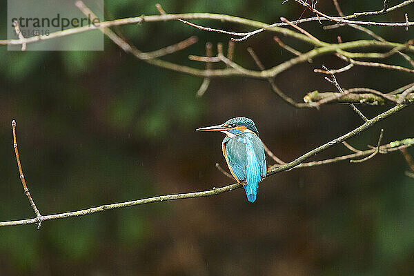 Eisvogel (Alcedo atthis) auf einem Ast sitzend; Bayern  Deutschland