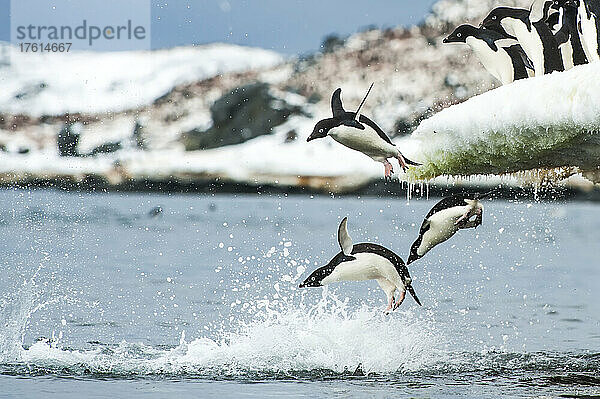 Adeliepinguine (Pygoscelie adeliae) springen von einem Eisberg ins Südpolarmeer; Antarktis