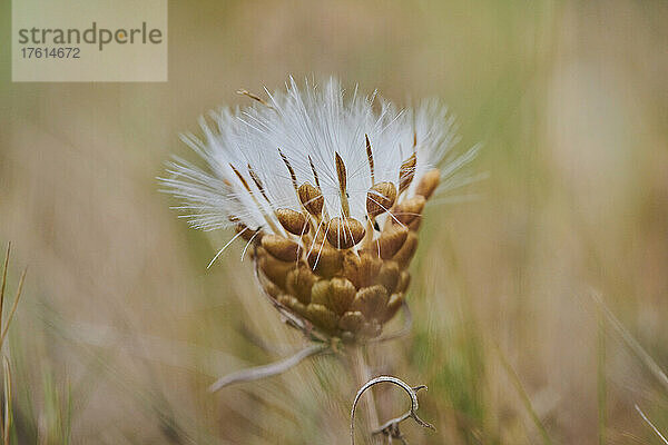 Zapfenblume (Rhaponticum coniferum); Katalonien  Spanien