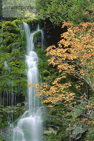 Herbstfarben  La Chute  Forillon National Park  Quebec  Kanada