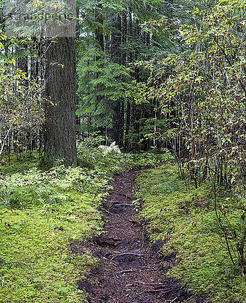 Schroffer Pfad mit freiliegenden Baumwurzeln durch einen moosbewachsenen Wald im Landesinneren von BC  Kanada; British Columbia  Kanada