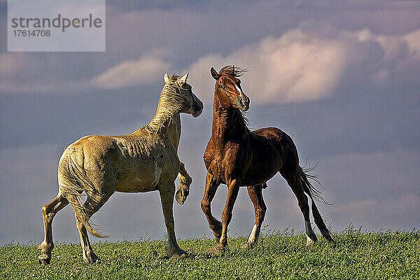 Wildpferde bei einer Konfrontation. Die Gila-Herde ist spanischen Ursprungs und kam mit den spanischen Konquistadoren nach Nordamerika. Sie wurden von Karen Sussman und der International Society for the Protection of Mustangs and Burros gerettet; Gila  New Mexico  Vereinigte Staaten von Amerika