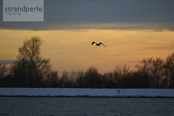 Möwe in Silhouette  fliegend bei Sonnenuntergang; Bayern  Deutschland