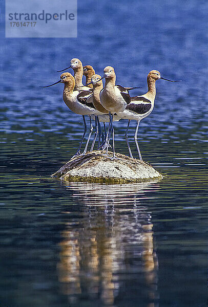 Sechs Amerikanische Säbelschnäbler (Recurvirostra americana) ruhen auf einem Felsen im Kettle Lake im Lamar Valley. Mit ihren schlanken  nach oben gerichteten Schnäbeln waten sie im flachen Wasser hin und her  um Insekten  Garnelen und andere wirbellose Wassertiere zu fangen; Yellowstone National Park  Wyoming  Vereinigte Staaten von Amerika