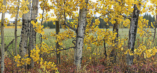 Herbstfarbenes Laub auf Espen entlang eines Feldes mit Stacheldrahtzaun; British Columbia  Kanada