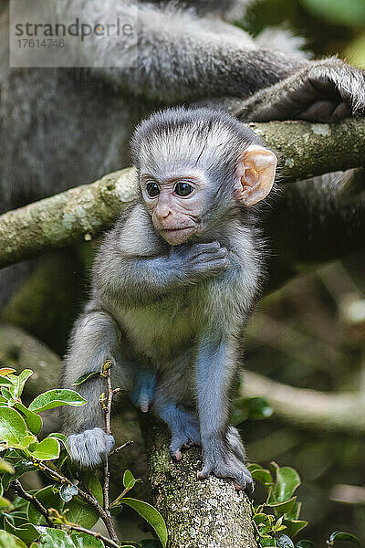 Kleiner Grüne Meerkatze (Chlorocebus pygerythrus) mit einem erwachsenen Tier im Hintergrund im Monkeyland Primate Sanctuary in der Nähe von Pletteberg Bay  Südafrika; Südafrika