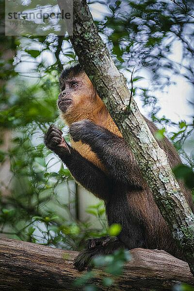 Kapuzineräffchen im Monkeyland Primate Sanctuary in der Nähe von Pletteberg Bay in Südafrika; Südafrika