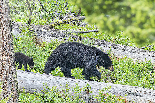 Amerikanische Schwarzbärensau (Ursus americanus)  die ihr Junges über einen umgestürzten Baumstamm im Wald des Yellowstone-Nationalparks führt. Der Amerikanische Schwarzbär ist eine von acht Bärenarten auf der Welt und eine von drei auf dem nordamerikanischen Kontinent; Wyoming  Vereinigte Staaten von Amerika