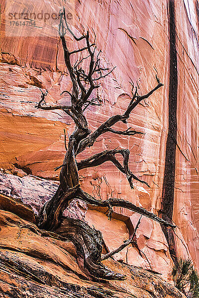 Blattloser Wacholderbaum (Juniper scopulorum) und rote Sandsteinfelswand im Grand Staircase-Escalante National Monument; Utah  Vereinigte Staaten von Amerika