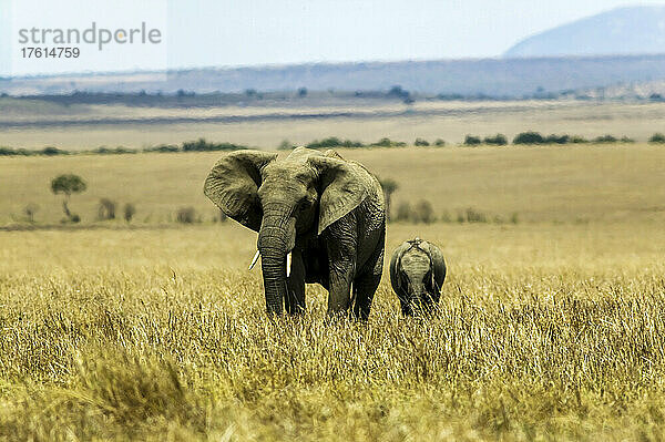 Elefantenmutter und -baby  Loxodonta africana  in Kenia; Maasai Mara National Reserve  im Rift Valley  Kenia.