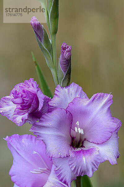 Die farbenfrohen Blütenblätter einer Gladiole bringen Farbe in einen Blumengarten in Oregon; Astoria  Oregon  Vereinigte Staaten von Amerika