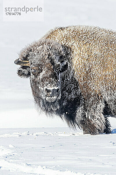 Schneebedeckter amerikanischer Bison (Bison bison) in einem Schneesturm im Yellowstone National Park; Vereinigte Staaten von Amerika