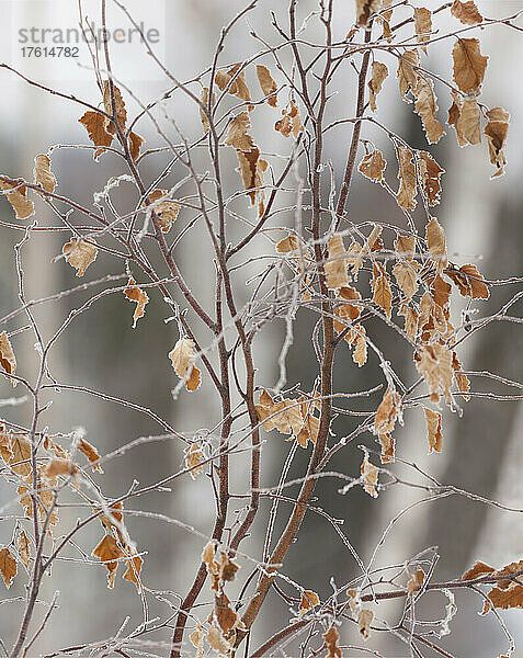 Frost bedeckt die verbliebenen braunen Blätter eines Baumes im Winter; Thunder Bay  Ontario  Kanada