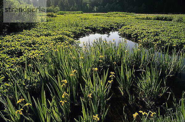 Bibersee  Stanley Park Vancouver  British Columbia Kanada