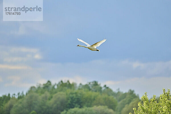 Höckerschwan (Cygnus olor) fliegt am Himmel mit farbigen Wolken  Bayerischer Wald; Bayern  Deutschland