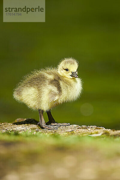 Kanadagans (Branta canadensis)  Kükenporträt; Bayern  Deutschland