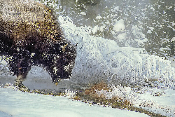 Amerikanische Bisonkuh (Bison bison) beim Spaziergang im Upper Geyser Basin in der Nähe einer heißen Quelle mit frostbedeckten Bäumen und Gräsern; Yellowstone National Park  Wyoming  Vereinigte Staaten von Amerika