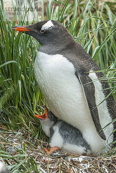 Ausgewachsener Eselspinguin (Pygoscelis papua) nistet mit seinem Küken in den Küstengräsern  wobei das Küken den Mund öffnet und auf seine Fütterung wartet; Südgeorgien  Antarktis