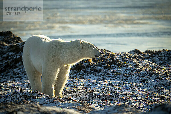 Eisbär (Ursus maritimus) stehend am Ufer im Sonnenschein; Arviat  Nunavut  Kanada