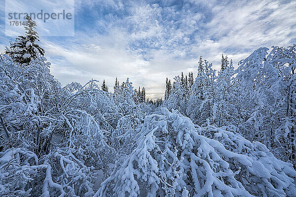 Schneebedeckte gefrorene Bäume in einem Wald im Yukon; Whitehorse  Yukon  Kanada