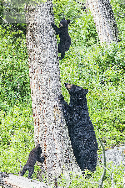 Amerikanische Schwarzbärensau (Ursus americanus)  die ihren beiden Jungen das Klettern auf eine Douglasie (Pseudotsuga menziesii) im Yellowstone-Nationalpark beibringt. Der Amerikanische Schwarzbär ist eine von acht Bärenarten auf der Welt und eine von drei auf dem nordamerikanischen Kontinent; Wyoming  Vereinigte Staaten von Amerika