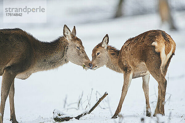 Rothirsch (Cervus elaphus) und Rehkitz kuscheln auf einer verschneiten Wiese  in Gefangenschaft; Bayern  Deutschland