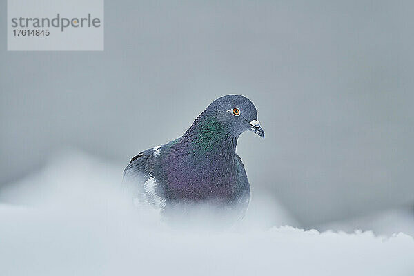 Porträt einer Wildtaube (Columba livia domestica) im Schnee stehend; Bayern  Deutschland