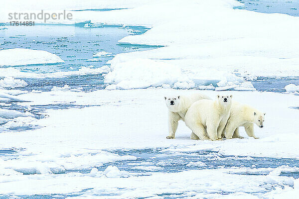 Familienporträt  Eisbären (Ursus maritimus) stehen still auf dem Packeis in der kanadischen Arktis.