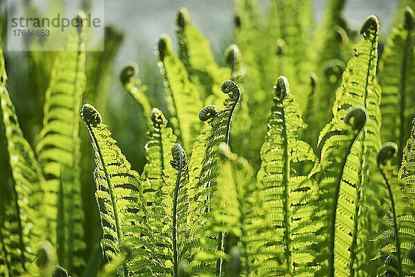 Nahaufnahme der eingerollten Enden des Wurmfarns (Dryopteris filix-mas); Bayern  Deutschland