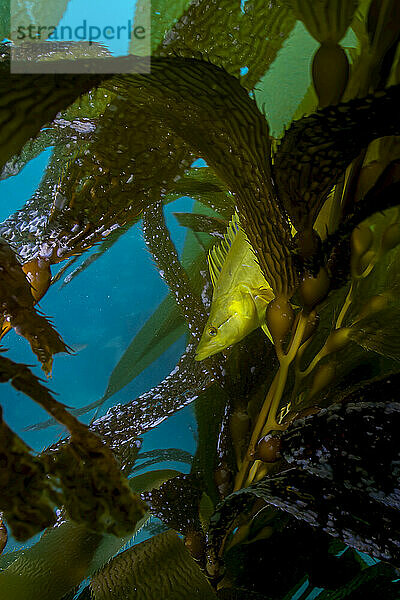 Ein Kelp-Fisch versteckt sich im Seetang auf den Kanalinseln.