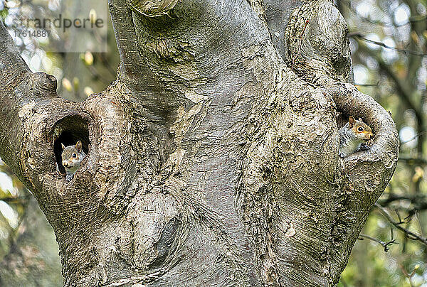 Zwei Eichhörnchen schauen aus ihren Löchern in einem Baum; South Shields  Tyne and Wear  England