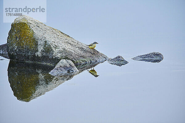 Gebirgsstelze (Motacilla flava) auf einem Felsen in der Donau bei Sonnenuntergang sitzend; Bayern  Deutschland