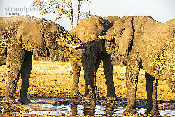 Drei afrikanische Buschelefanten (Loxodonta africana) versammeln sich zum Trinken an einer Wasserstelle im warmen Sonnenlicht; Afrika