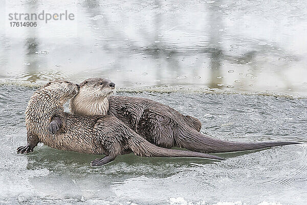 Nördliche Flussotter (Lutra canadensis) liegen auf Eis im Wasser und zeigen Zuneigung; Montana  Vereinigte Staaten von Amerika