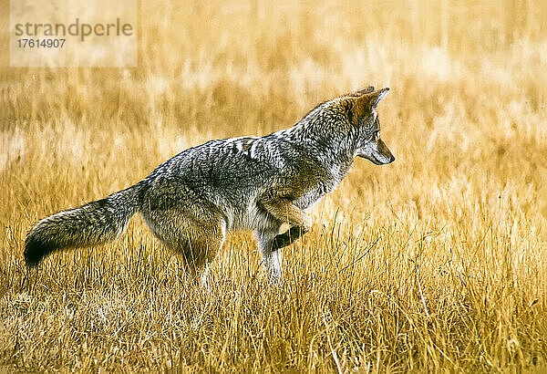 Nahaufnahme eines Kojoten (Canis latrans)  der im gelben Gras steht und nach Nagetieren jagt; Yellowstone National Park  Vereinigte Staaten von Amerika