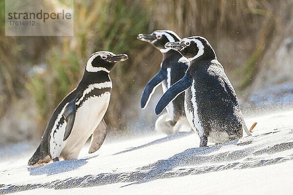 Drei Magellanpinguine (Spheniscus magellanicus) rutschen aus und spielen  während sie einen sandigen Abhang hinaufgehen; Falklandinseln  Antarktis