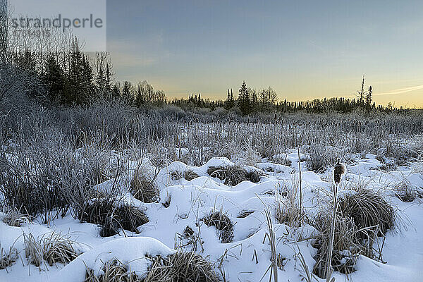 Mit Frost und Schnee bedeckte Gräser der Natur bei Sonnenuntergang; Thunder Bay  Ontario  Kanada