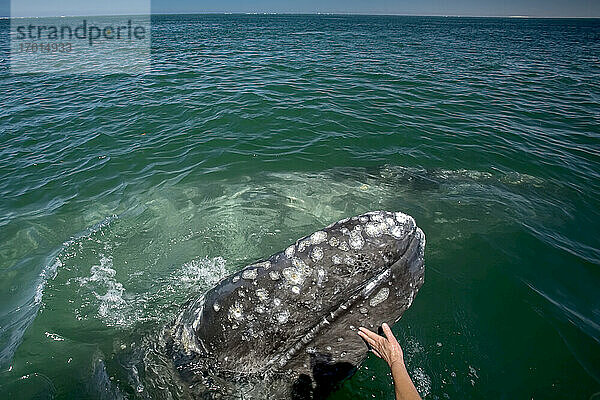 Hand und Grauwalkalb  San Ignacio Lagoon  Baja California  Mexiko.