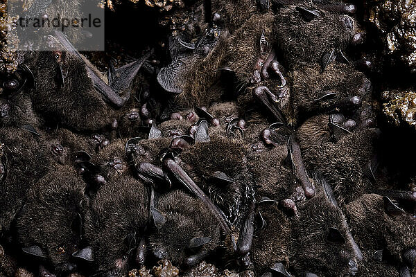 Dicht gedrängt schlafen kleine Fledermäuse auf dem Dach der Cueva de Villa Luz in Tabasco  Mexiko; Bundesstaat Tabasco  Mexiko.