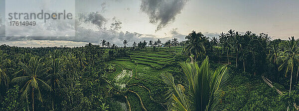 Luftaufnahme von terrassierten Reisfeldern und der üppigen Vegetation des Hochlandes in Ubud; Bezirk Ubud  Regentschaft Gianyar  Bali  Indonesien