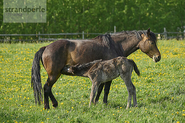 Fohlen säugende Stute (Equus ferus caballus) auf einer grünen Weide im Frühling; Europa