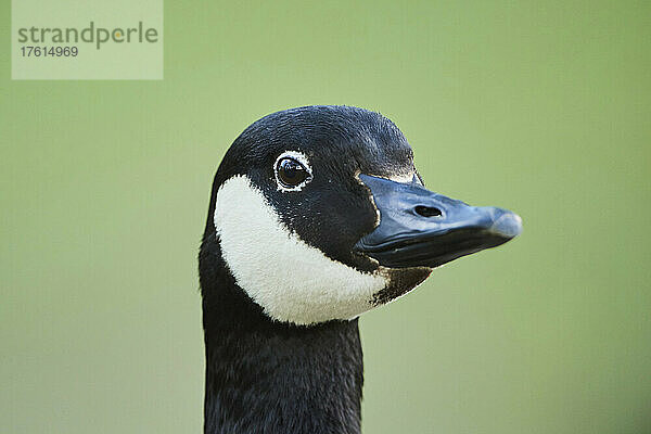 Nahaufnahme des Kopfes einer Kanadagans (Branta canadensis); Bayern  Deutschland