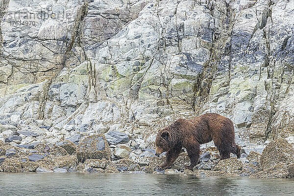 Braunbär (Ursus arctos)  der vor einer Felswand entlang der Küste auf der Suche nach Meeresfrüchten im Glacier Bay National Park spaziert; Südost-Alaska  Alaska  Vereinigte Staaten von Amerika