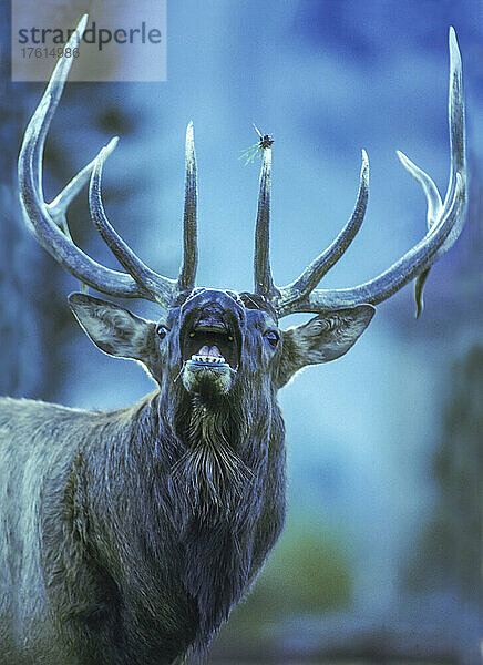 Nahaufnahme eines Elchbullen (Cervus canadensis)  der ein Verhalten zeigt  das Flehmen oder Lippenkräuseln genannt wird und während der Paarungsrituale in der frühen Phase des Östruszyklus auftritt  wenn die Bullen mit offenem Maul stehen und keinen Laut von sich geben und mit hochgezogener Nase und Oberlippe die Luft nach läufigen Elchweibchen absuchen. Aufgenommen vor Sonnenaufgang im Yellowstone National Park; Wyoming  Vereinigte Staaten von Amerika