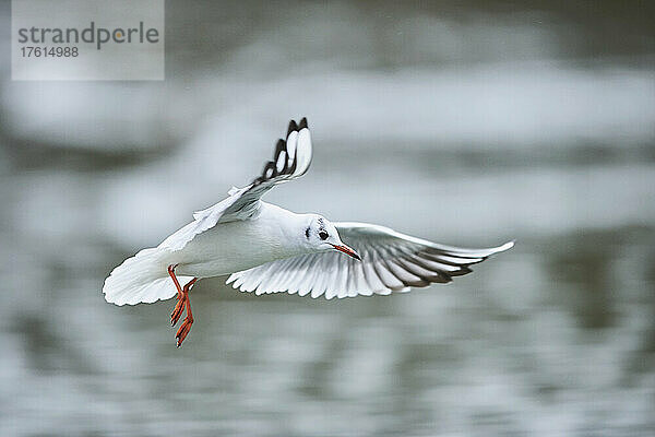 Lachmöwe (Chroicocephalus ridibundus) im Flug; Bayern  Deutschland