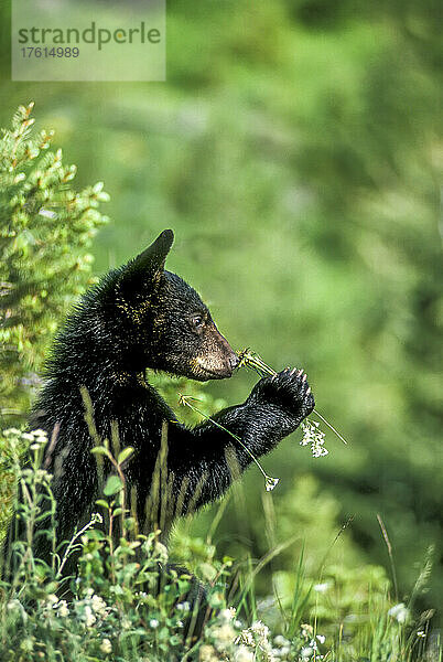 Porträt eines amerikanischen Schwarzbärenjungen (Ursus americanus)  der an einer Wildblume im Yellowstone-Nationalpark schnüffelt. Der amerikanische Schwarzbär ist eine von acht Bärenarten der Welt und eine von drei auf dem nordamerikanischen Kontinent; Vereinigte Staaten von Amerika  Nordamerika